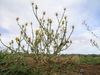 Form in bloom with yellow flowers