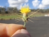 Yellow flowerhead with long spines