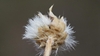 Side view if achene with short whitish hairs