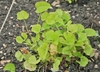 Form
