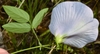 Back view of flower and underside of leaves