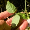 Underside of green leaves