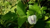 Centrosema virginianum
