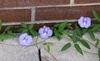 Vine with purple flowers growing along a wall