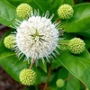 Spherical cluster of white flowers & spherical clusters of buds