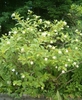 Shrub with opposite leaves & spherical clusters of white flowers