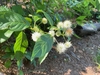 Shoot with opposite leaves & spherical head of white flowers.