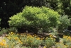 Large, low shrub