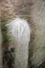 Cephalocereus Senilis