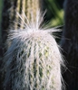 Cephalocereus Senilis
