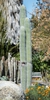 Cephalocereus Senilis
