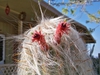 Cephalocereus Senilis