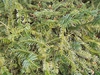 Cephalotaxus harringtonia 'Prostrata'
