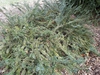 Cephalotaxus harringtonia 'Prostrata'