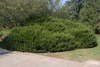 Cephalotaxus harringtonia 'Duke Gardens' - Full Bush