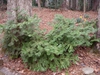 Cephalotaxus harringtonia 'Prostrata'
