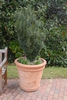 'Fastigiata' Form