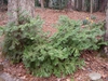 Whole plant