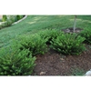 Planted in a group
