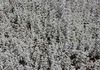 Cerastium tomentosum