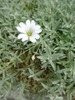 Cerastium tomentosum