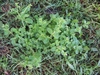 Form of a low growing weed
