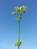 Stems and leaves