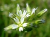 White flowers with 5 petals