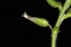 Sticky hairs on stem and bracts