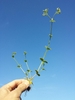 Stem with leaves and flowers