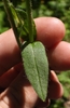 Green leaf closeup showing short hairs