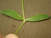 Hairy stem with two green hair opposite leaves