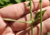 Green stem with short hairs