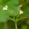 Side view showing hairs on stem and leaves and whte flowers