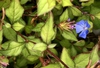 Flower and Leaves