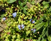 Leaves