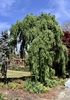 Weeping form in April