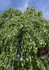 Weeping form