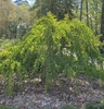 Form in the spring, Davidson County, NC.