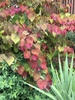 Colorful young foliage