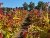 Colorful trees in rows in a nursery