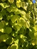 golden yellow foliage