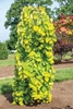 Young tree with yellow-green foliage on weeping branches.