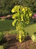 Young tree with yellow-green foliage on weeping branches.