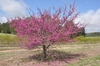 Young tree in full bloom with double pink flowers