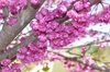 Double pink flowers in close-up.
