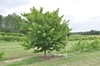 Young tree in leaf.