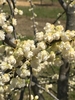 Double white flowers in close-up.