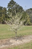 Tree with white, double flowers