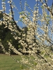 Double white flowers on branches